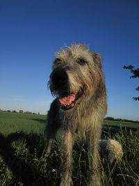 Close-up of a dog on field against clear blue sky