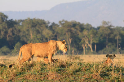 Lioness on landscape against sky