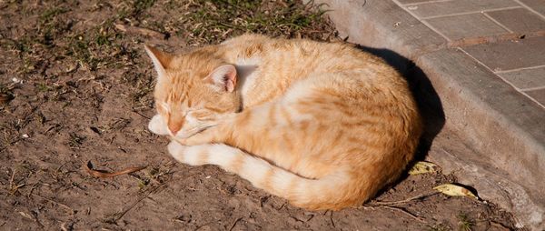 Cat sleeping outdoors