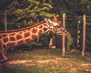 View of giraffe on land