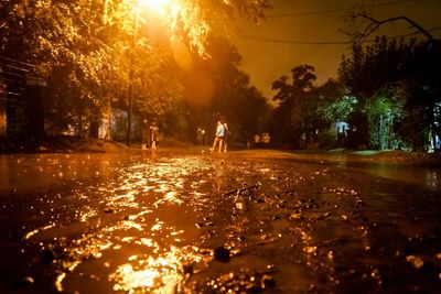 Sun shining through trees