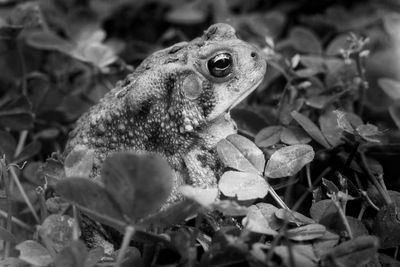 Close-up of a toad on a field