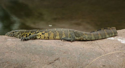 Close-up of lizard