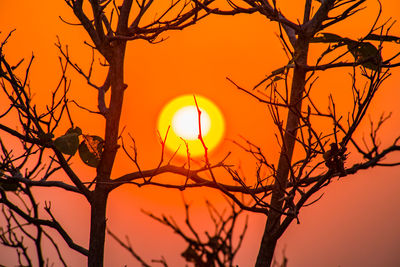 Low angle view of silhouette bare tree against orange sky