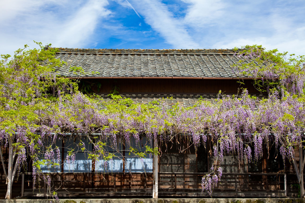 flower, building exterior, built structure, architecture, sky, house, growth, tree, cloud - sky, freshness, plant, nature, beauty in nature, fragility, low angle view, cloud, blooming, roof, day, residential structure