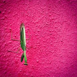 Close-up of red leaves