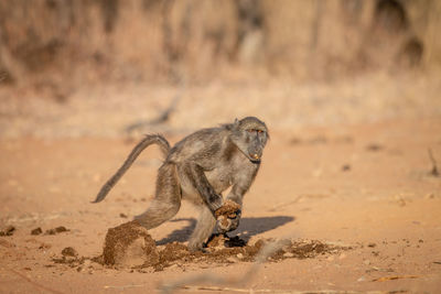 Squirrel on sand