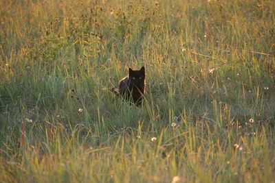 Cat on field