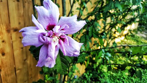 Close-up of purple flower