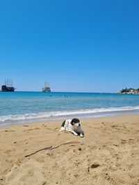 Dog on beach against clear sky