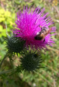 Close-up of bee on flower