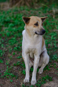 Dog looking away while sitting on land