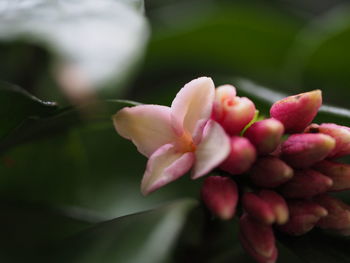 Close-up of pink flowering plant