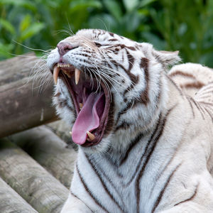 Close-up of a yawning white tiger