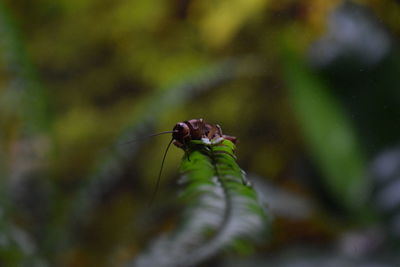 Close-up of insect on leaf