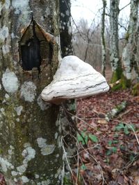 Close-up of mushroom growing on tree trunk