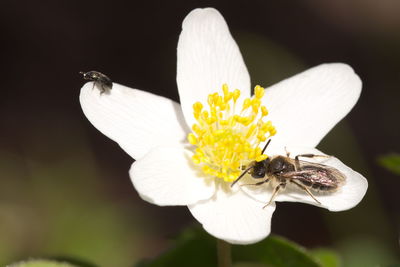 Close-up of insect on flower