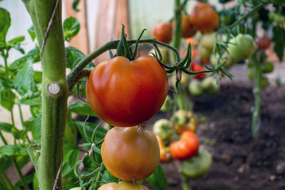 Close-up of tomatoes growing on plant