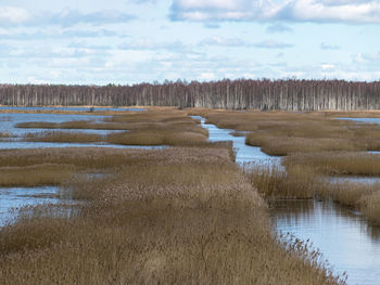 View from tower to bog lake, many reeds, sky glare in water, sedas bog, latvia