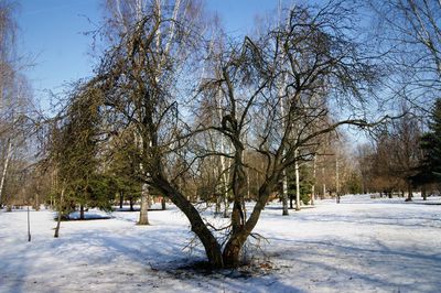 Trees on snow covered landscape