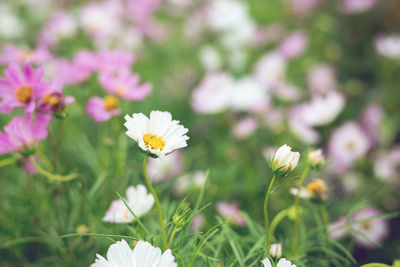 Close-up of white flowering plant on field