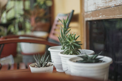 Potted plants on table at home