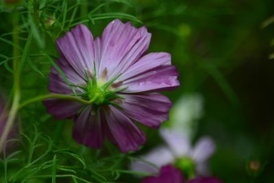 Close-up of pink flowers