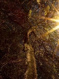 Low angle view of tree