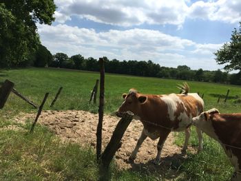 Cows standing on field against sky