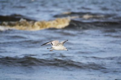 Seagull flying over sea