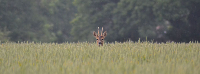 Deer on field