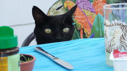 Portrait of black cat sitting in front of table at home