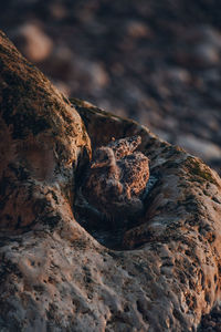 High angle view of seagull chick