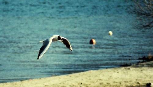 Seagull flying over beach against sky