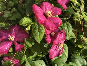 Close-up of wet pink flowering plants during rainy season