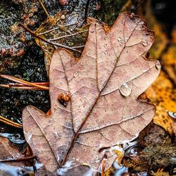 Close-up of maple leaves on tree