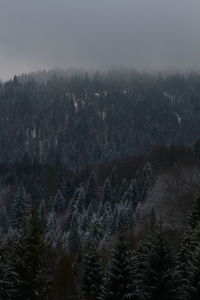 Scenic view of forest against sky during winter