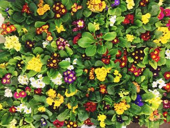 Full frame shot of multi colored flowers blooming outdoors