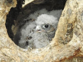 Close-up of owl