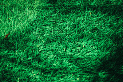 Full frame shot of grass