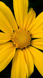 Close-up of yellow flower