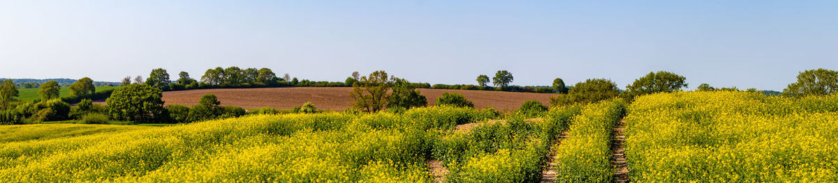 Scenic view of field against clear sky