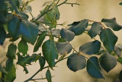 Low angle view of flowering plant