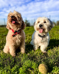 Portrait of dog on field