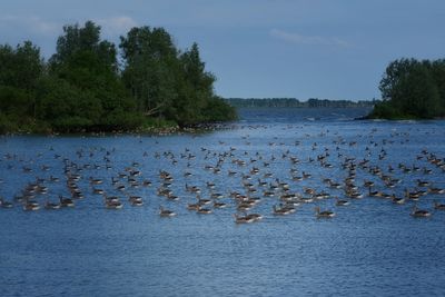 View of birds in lake