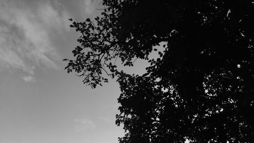 Low angle view of tree against sky