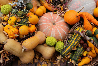 Different types of pumpkins and squashes with shining colours colours and interesting shapes 