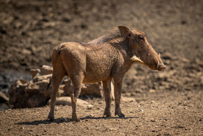 Common warthog stands in sunshine at waterhole