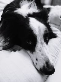 Close-up portrait of dog