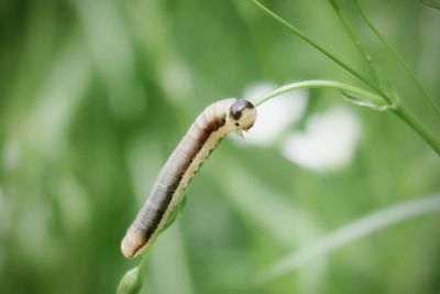 Close-up of insect on plant